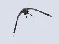 Ger- und Sakerfalke 014
